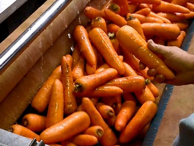Машина для чистки овощей в Зубовой Поляне